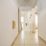 Kangaroo *